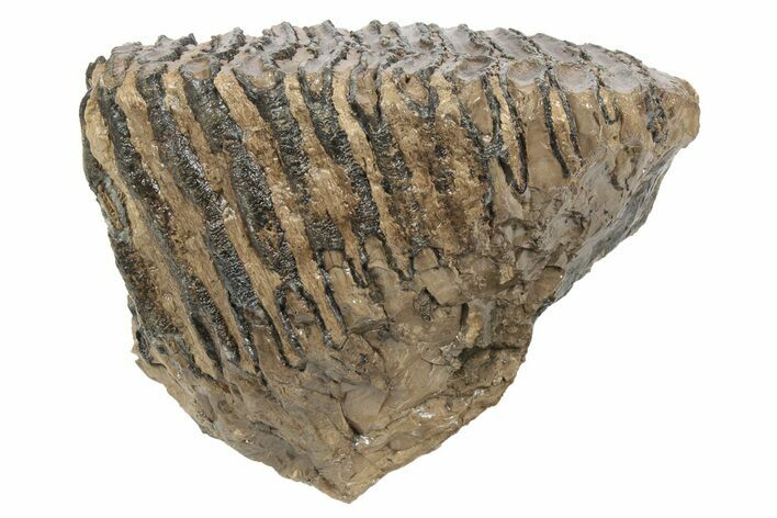 Partial Woolly Mammoth Fossil Molar - Poland #235268